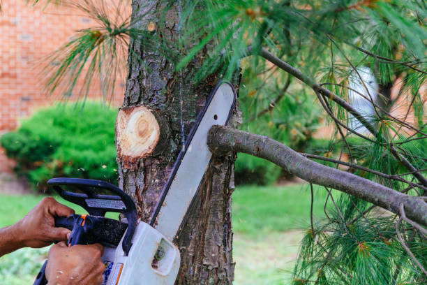 Best Residential Tree Removal  in East Brewton, AL